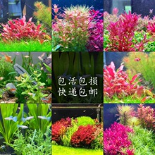 99�N�к�ˮ���~��ˮ����ݸ������쾰ֲ����w��ˮ�t�m͢�t����