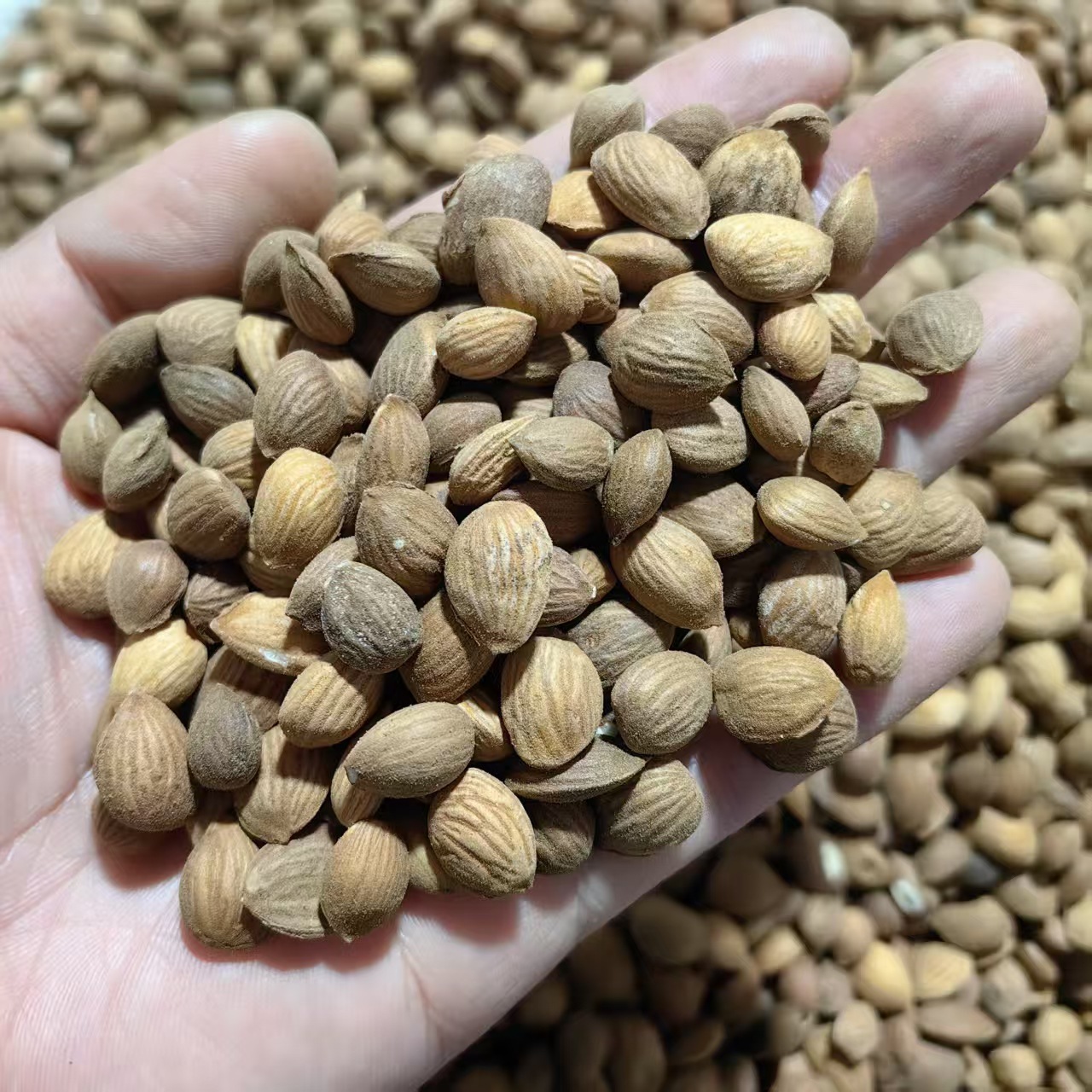 Peach Kernel Tao Ren 山桃仁 Dried Prunus persica Seed for TCM Decoctions 500g quality and texture