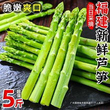新鲜芦笋现挖5斤农家蔬菜嫩青绿芦笋当季春笋龙须菜整箱包邮包装
