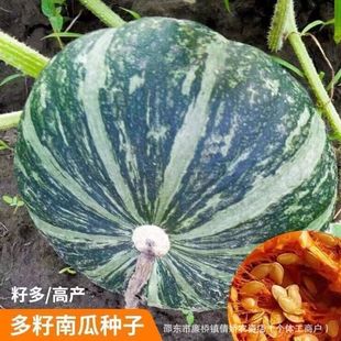 �����ϹϷN�Ӹ߮a�Ѷ��׷N���ﲥ���T�a�ѵ��Ϲ���Ʒ�N�׹��ѹ���