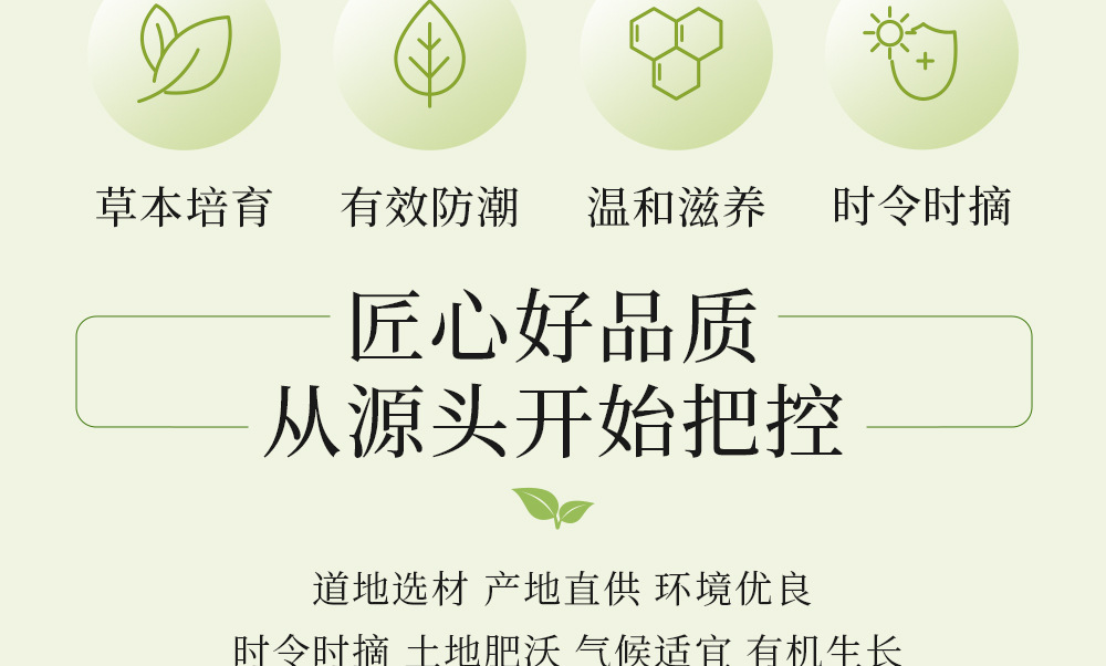 Gan Huang Cao Tea Bags 50g Canister Dried Penthorum chinense Pursh Leaves Herbal Infusion overview