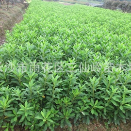 乔木;灌木;盆景