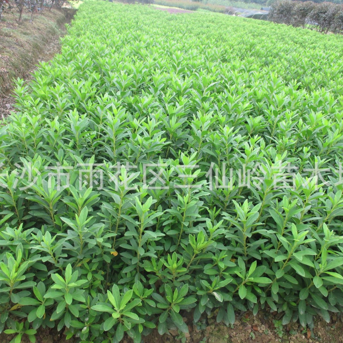 杜鹃小苗 湖南毛杜鹃球 春鹃规格齐全 色块工程绿化苗木