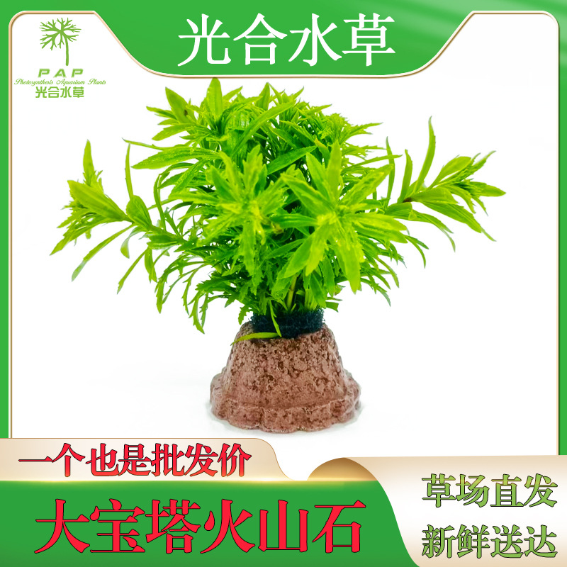 火山石水草批发后景草活体真水草懒人光合水草坨草红丁香红宫廷