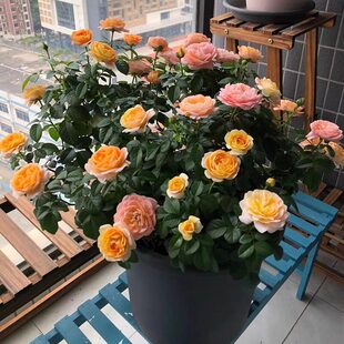 ��֭�̨�¼������ļ��_����õ���r���������̨����ֲ���Nޱ����