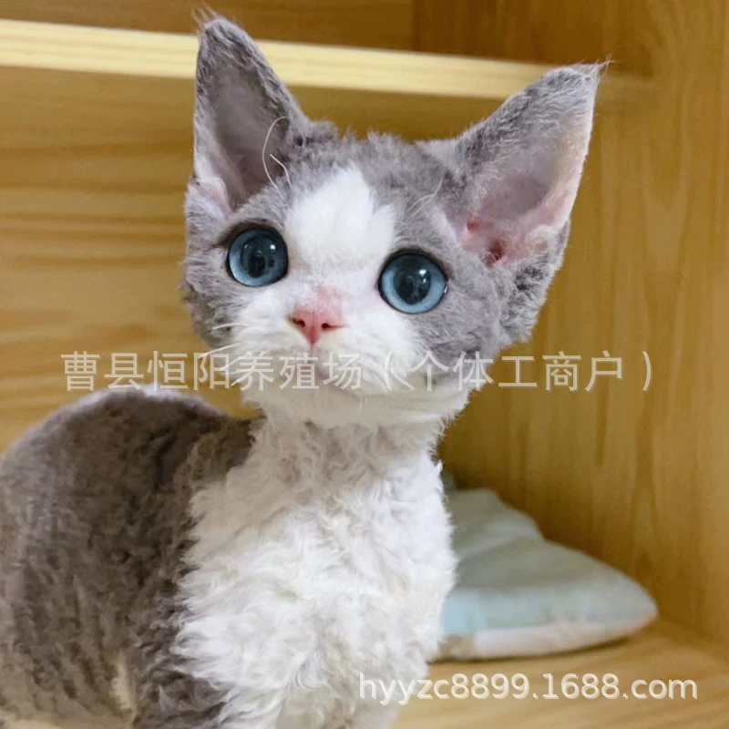 Немецкий котенок живое животное немецкая курчавая кошка котенок живой чистокровный немецкий короткошерстный кот котенок безшерстный кот