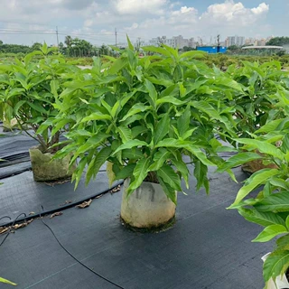 206基地供应 鸭嘴花 0.6-1米高袋苗 大驳骨 牛舌兰 龙头草