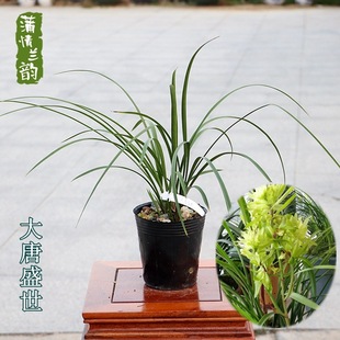 Orchid Seedlings, Spring Orchids, Prosperous Tang Dynasty, Thin Leaves and Strange Flowers, Florals, Balcony Living Room, Green Plant Pots