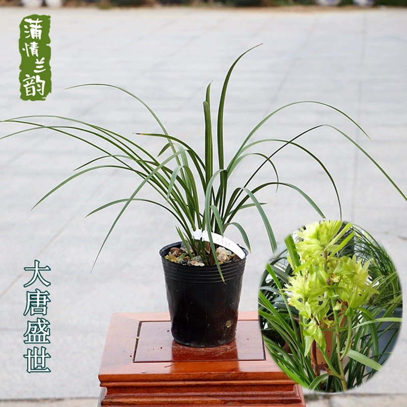Орхидея Рассада Весна Орхидея Династия Тан Прекрасные листья Замечательные цветы Балкон Гостиная Зеленые растения Горшечные растения