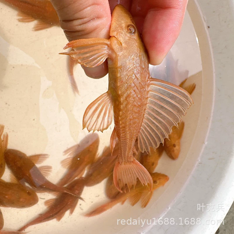 Шанхай Тропические Декоративные Рыбы Оптовая Золотисто-Желтый Мусорщик Очиститель Рыба Еда Мусора Фекалии Водоросли Остаточная Приманка