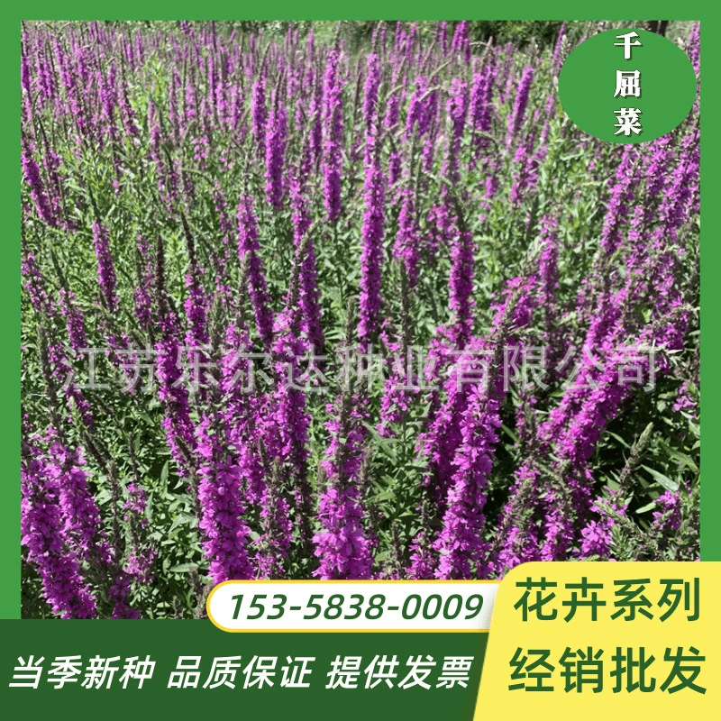 Семена ликрума Водные Растения Цветы Семена ивы ландшафтное озеленение влагостойкие многолетние морозостойкие цветок морские цветочные семена