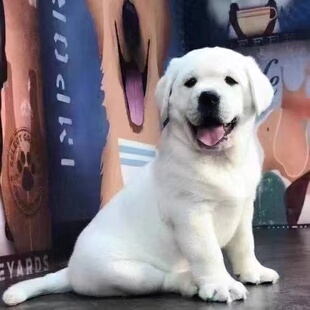 ��������Ȯ��Ȯ����Ȯ��ɫ��ɫ��Ȯ���ﹷ������������ȮС����Ȯ