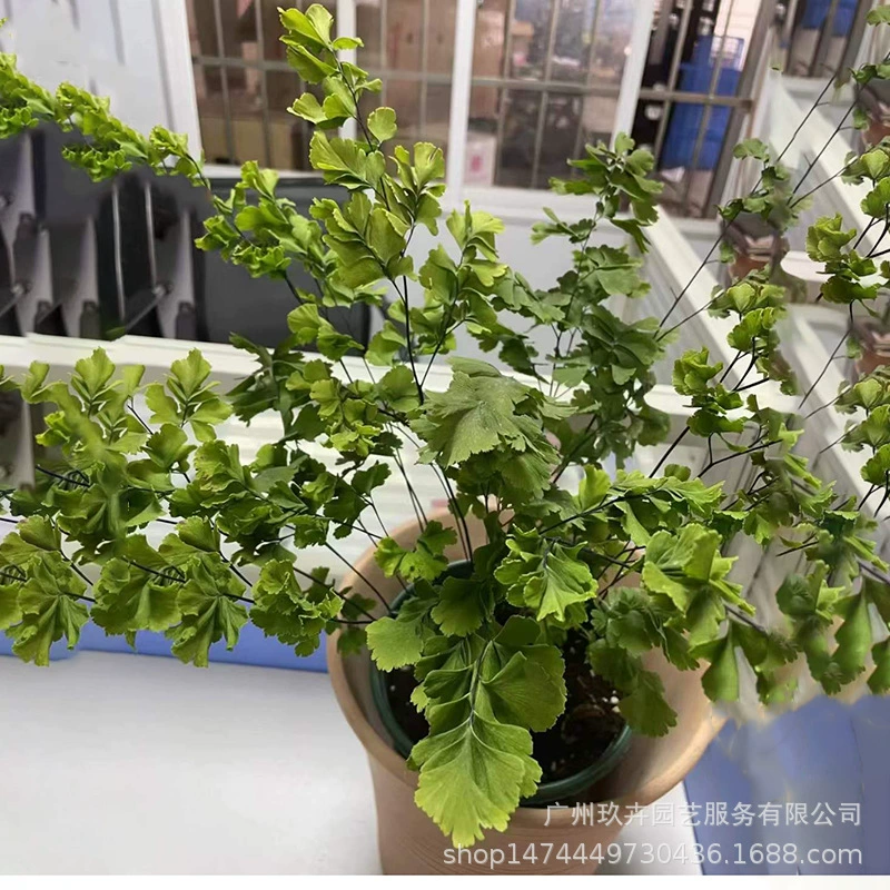 Rainbow Adiantum в горшке, любящая голени, морозостойкая гостиная, балкон, сад, небольшое зеленое растение, легко вырастить вечнозеленое растение за четыре сезона