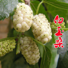 白玉桑葚树苗嫁接无籽大十果桑苗台湾四季长果盆栽北南方当年结果