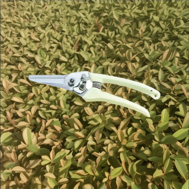 厂家直销高质量园林剪修枝剪树枝剪果枝剪摘果剪   欢迎选购