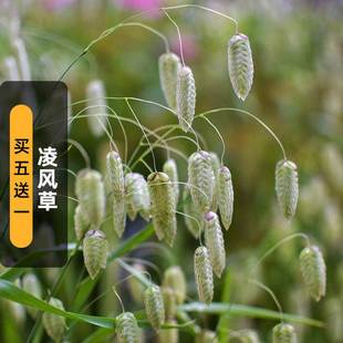 Daling Fengcao Seeds 100 Small Bellflower Seeds Can Be Dried Cut Flowers Outdoor Flower Bed Balcony Potted Spring Sowing