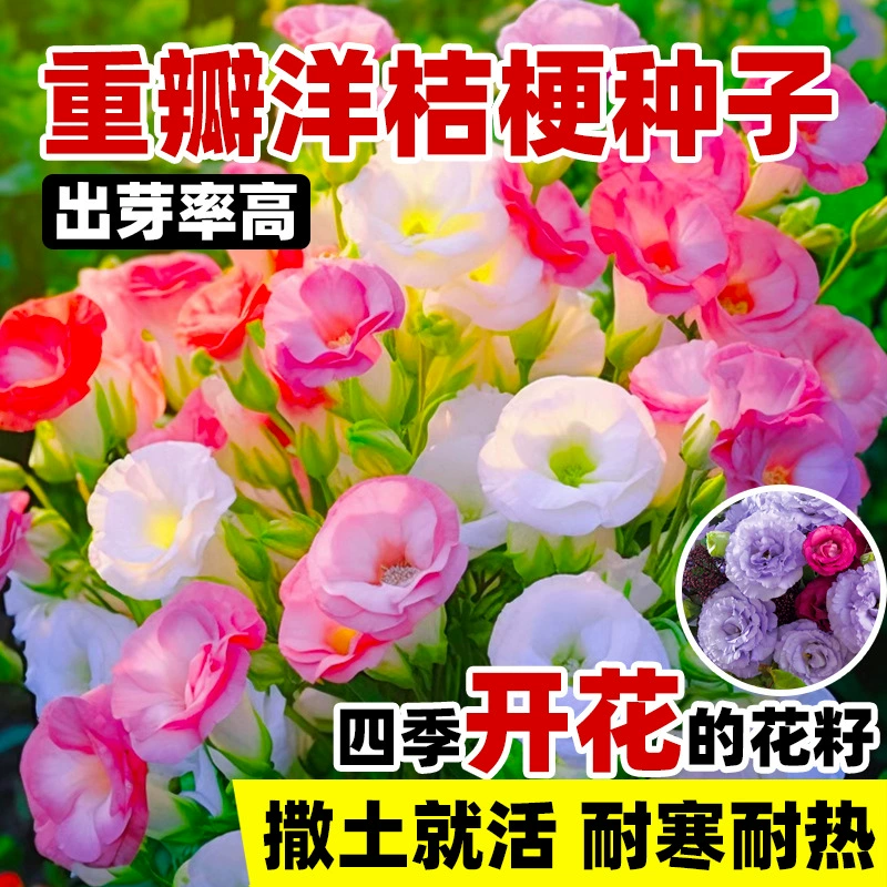 Семена эустомы с двумя лепестками устойчивы к холоду