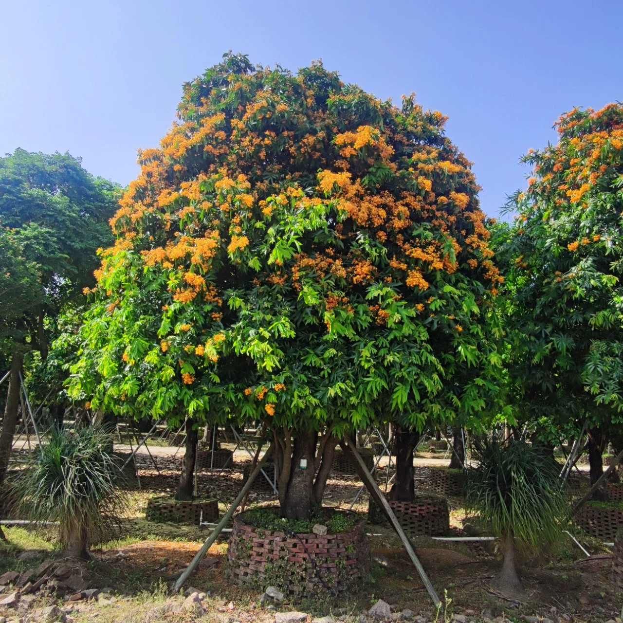 2204 База Поставка листовых беззаботных деревьев 30-60 см