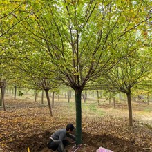 西安苗圃厂家直供日本晚樱 陕西樱花树规格齐全价格公道