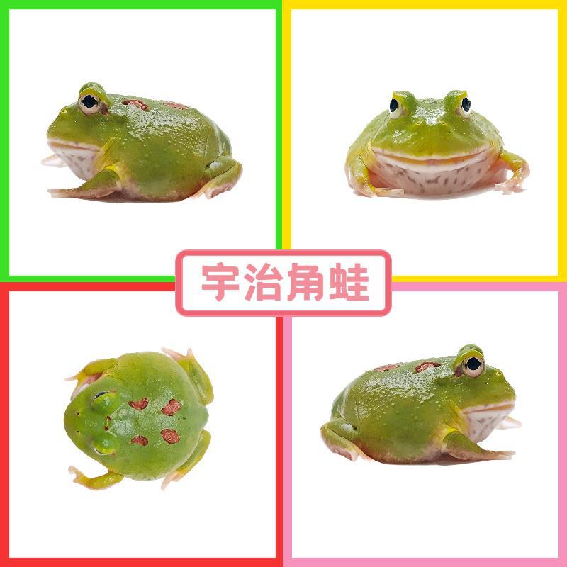우지 뿔개구리 1마리 2-약 3cm (선물 없음)