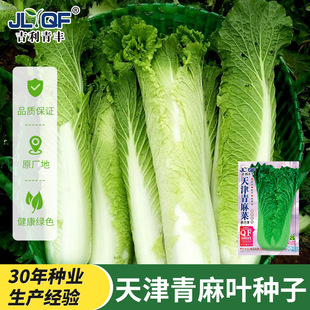 ��������~��ײ˷N�ӷN���ļ��ﶬ���߲��ѽB��ɽ�|С��ײ˷N��