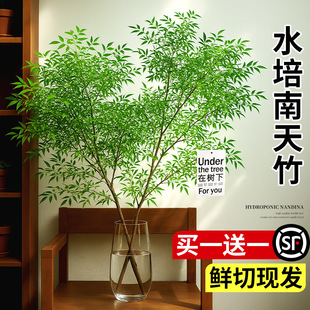 �����������҃Ⱥ��Bˮ��ֲ��͏dˮ�����ߙn�M���r��֦ˮ�B����