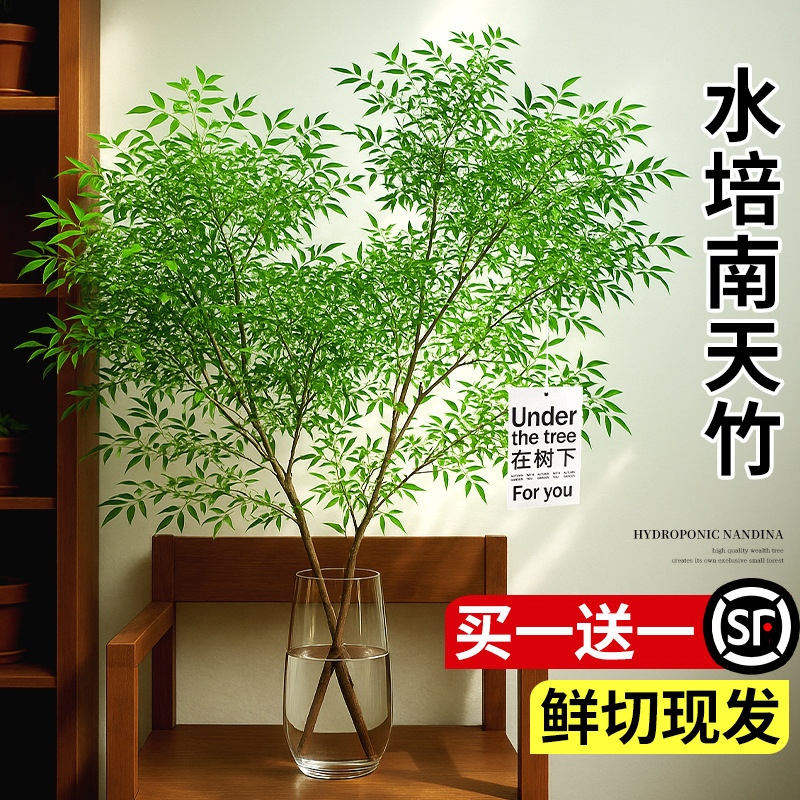Nandina Bamboo Potted Plant, Easy-To-Care-For Indoor Aquatic Plant, Living Room Hydroponic Real Tree, Imported Fresh Cut Branches, Water-Grown Flowers