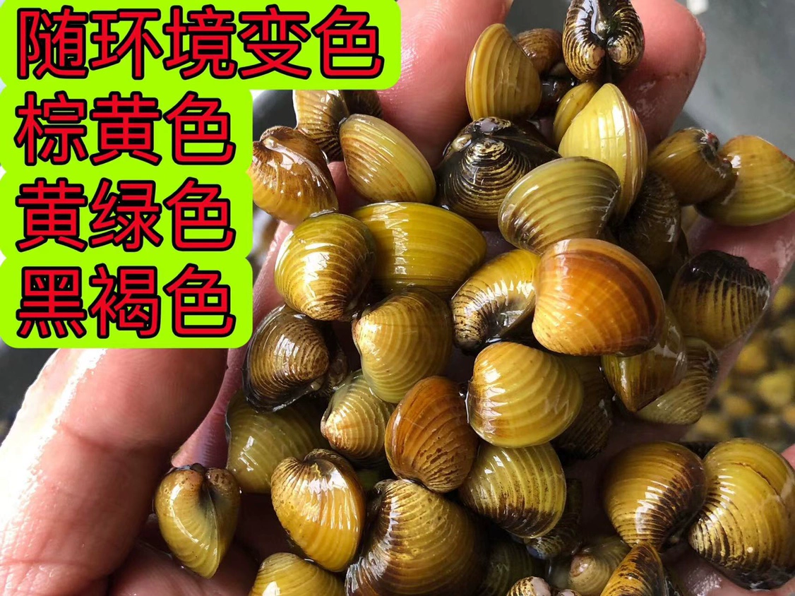 Живые пресноводные холодные водные раки, маленькие речные раки, удаление водорослей, очистка резервуаров, декоративные улитки