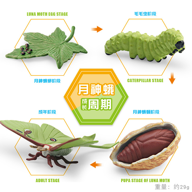 Simulación transfronteriza insecto animal Luna polilla modelo de ciclo de crecimiento cola larga gusano de seda polilla agua clara polilla proceso de crecimiento adornos