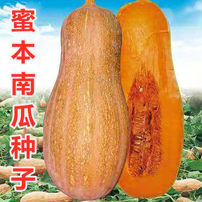 Honey pumpkin seed The secret Pumpkin Cooked meal Sweet face Spring Countryside High yield Vegetable seed