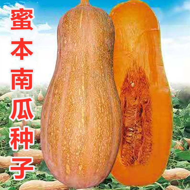 蜜本南瓜种子密本秘本南瓜种籽早中熟粉甜面春季田园高产蔬菜种孑|ms
