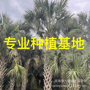 Jiangxi Longlin Palm Base, Fujian Transplantation Goods Longlin Palm Wholesale, Zhejiang Sabal Palm Price