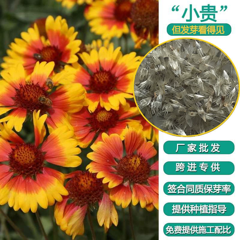 Оптовая продажа видов трав цветов Tiangren виды хризантем засухоустойчивый двор цветок море живописное место саженец горшечные виды цветов Семена трав цветочные семена