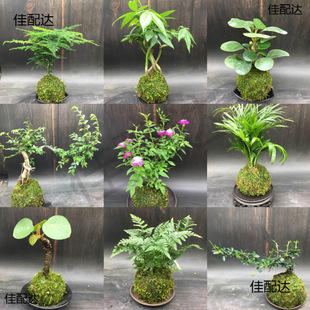 ̦�\��ˮ��ֲ���辰ާ������������Ѵ�������ѩ�R��ݸ���������