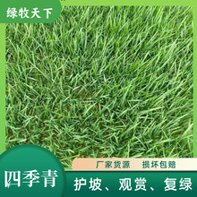 高羊茅草籽耐寒草坪种子四季青护坡绿化黑麦草早熟禾耐践踏庭院