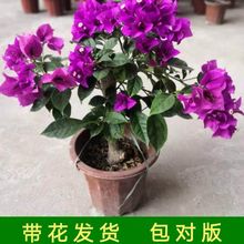 ����÷�����l؛�ļ��_���̨��������÷���Ի����Ϙ�����÷������