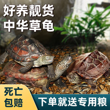 中华草龟小乌龟活物外塘长寿龟招财宠物观赏龟水金线龟墨龟草龟苗