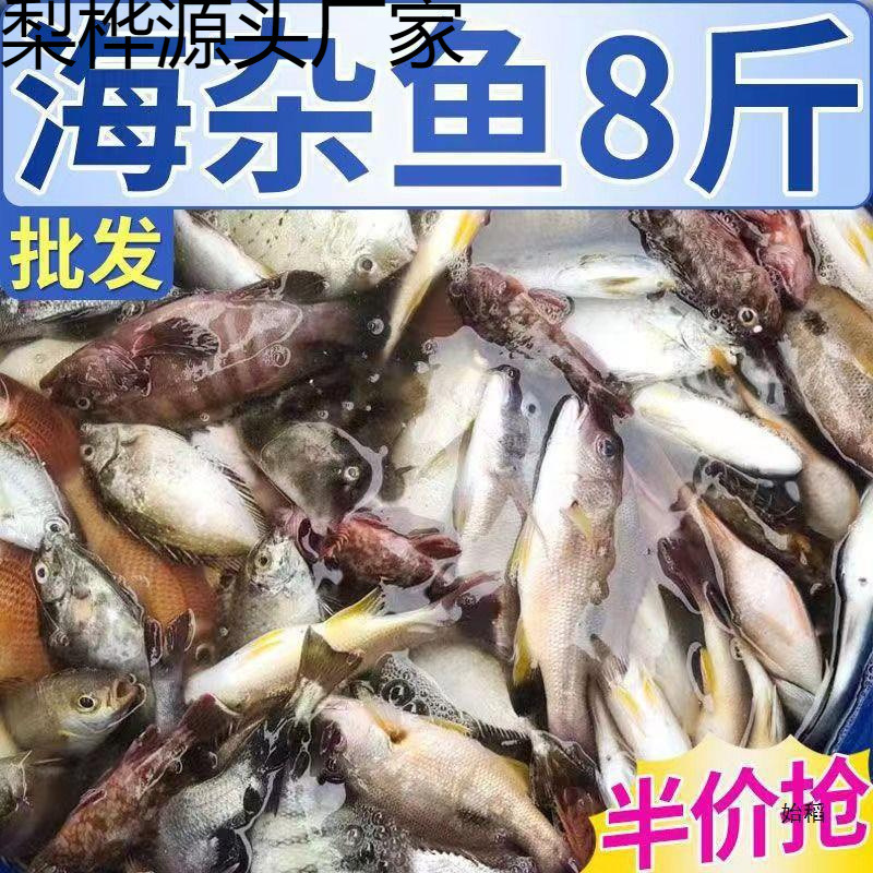 海杂鱼鲳鱼海鲜大杂烩新鲜海捕小黄鱼海水鱼包邮批发一件代发