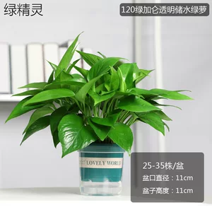 绿萝盆栽植物花卉室内绿植吸甲醛水培植物净化空气绿萝盆栽批发