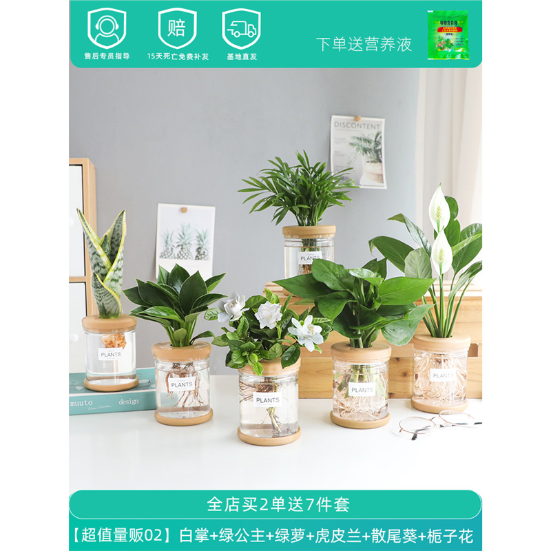 Plantas hidropónicas en maceta de flores de oficina de flores pequeñas plantas verdes en todas las estaciones, fácil de cultivar plantas en maceta de agua suculenta.