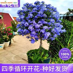 �{ѩ�����԰����ǻ��ܴ����r���Gֲ�҃Ȏ����̨�����͟��ļ����B