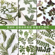 押花树叶野草龙须草合欢叶红继木胡椒叶叶上黄金干花压花手工材料