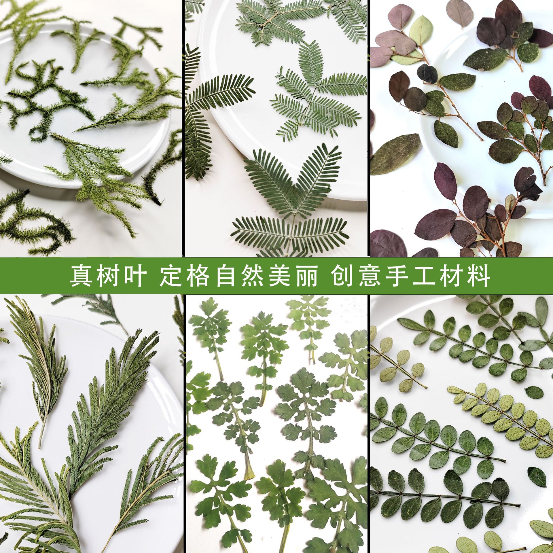 押花树叶野草龙须草合欢叶红继木胡椒叶叶上黄金干花压花手工材料