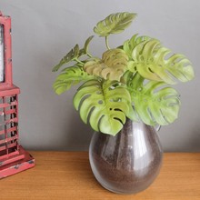 ����Gֲ�����~�����������l���W�ҾӘӰ��g�Ƶ�ֲ��b�ֲ��