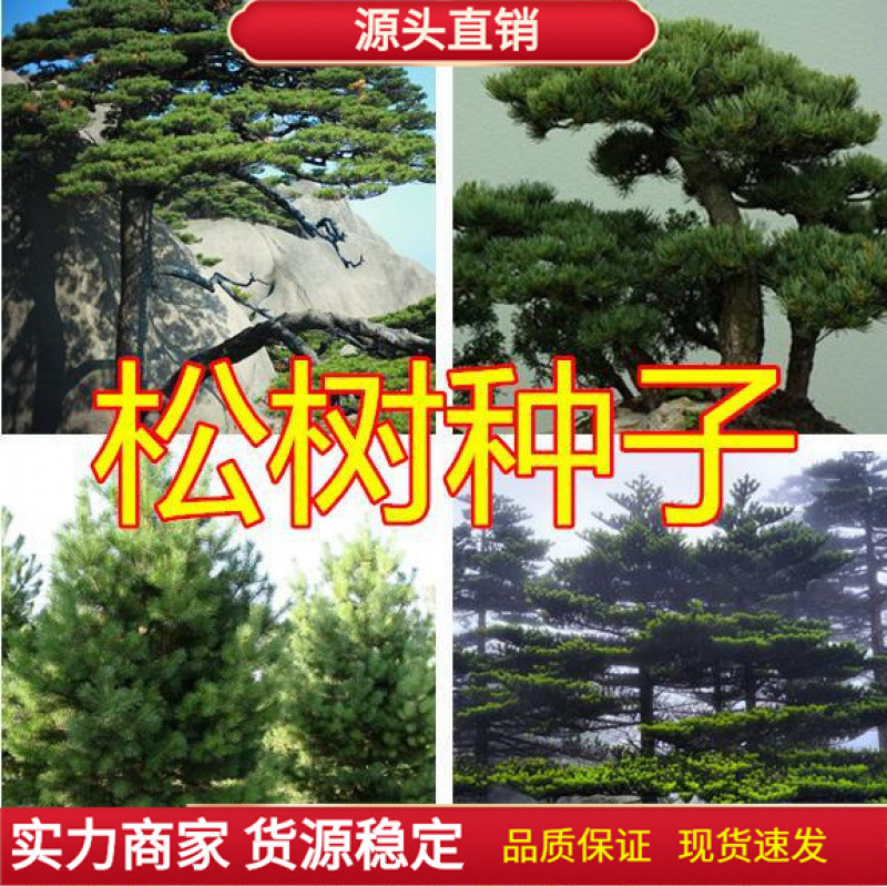 Newly Harvested Pine Seeds, Huangshan Pine, Welcoming Pine, Masson Pine, White Pine, Five-Needle Pine, Black Pine, Oil Pine, Cedar Seeds