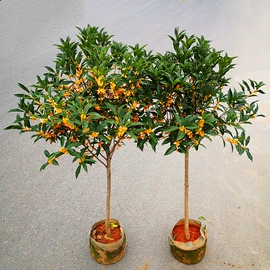 盆栽;花盆容器;盆景