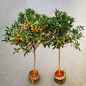 Osmanthus Золотое драгоценное дерево сад, посаженное золотым оммановым местным цветочным цветочным деревом Османа.