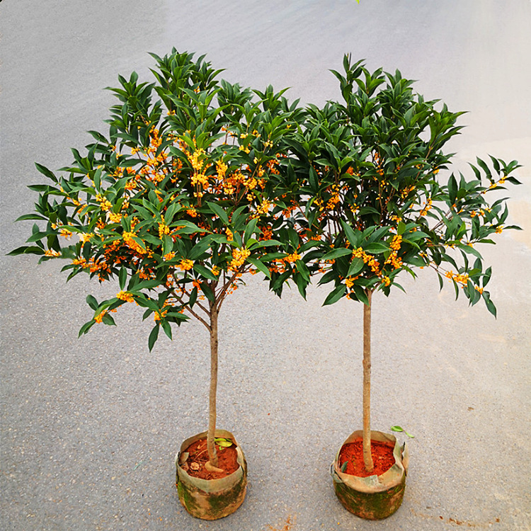 Osmanthus Fragrans, a Large and Valuable Tree, Is Planted in the Courtyard, Native High-Stemmed Flowering Plant, Potted Tree, Courtyard Villa Landscape Tree Seedling