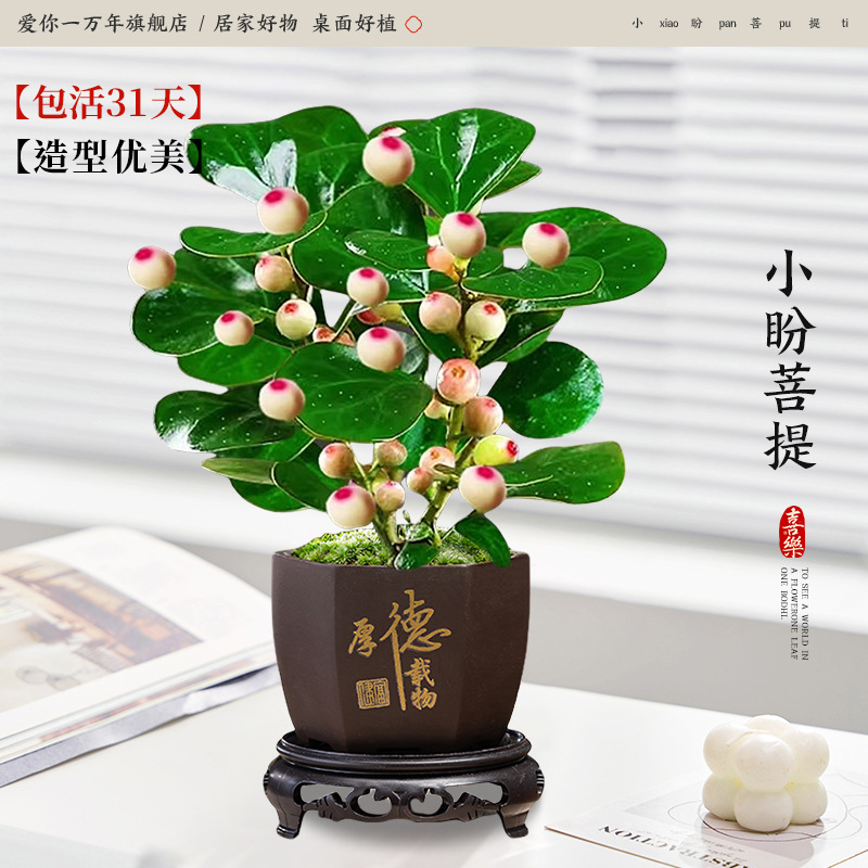 [다과대과] 샤오판보디 + 육각형 도덕재 + 원형 베이스 (포장석 + 영양액 포함)