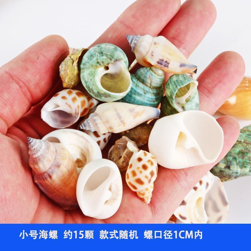 然寄居蟹替换壳卷贝鱼空壳水族造景创意手工diy风铃相框装饰画|undefined